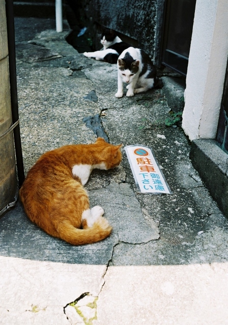 猫 不法の香り 館内町の駐車禁止 hexar fuji100 20130914   (448x640).jpg