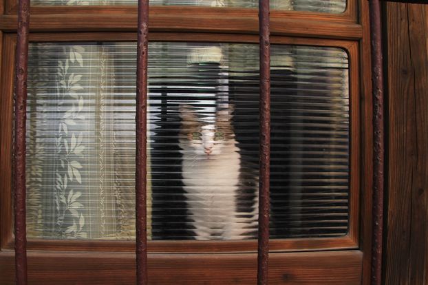 長崎スナップ　祭りの朝②　窓の猫 18-250 　IMG_1352.jpg